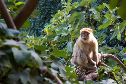 Monkey in a tree at Ouzoud Waterfalls