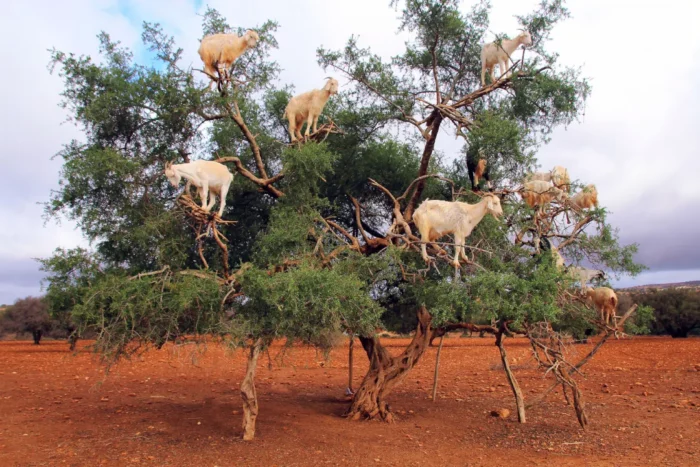 Goats in a tree
