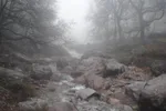 Misty forest stream tumbling over boulders beneath bare trees near Imlil