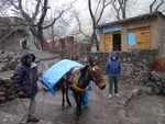 Local muleteer leading a loaded mule past a stone house in the rain near Imlil