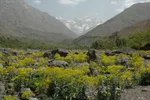 Valley trail scattered with yellow wildflowers and boulders, snow-capped High Atlas peaks framing the head of the valley