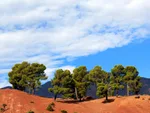 Cluster of pine trees on a red hillside above Ouirgane, set against a partly cloudy sky